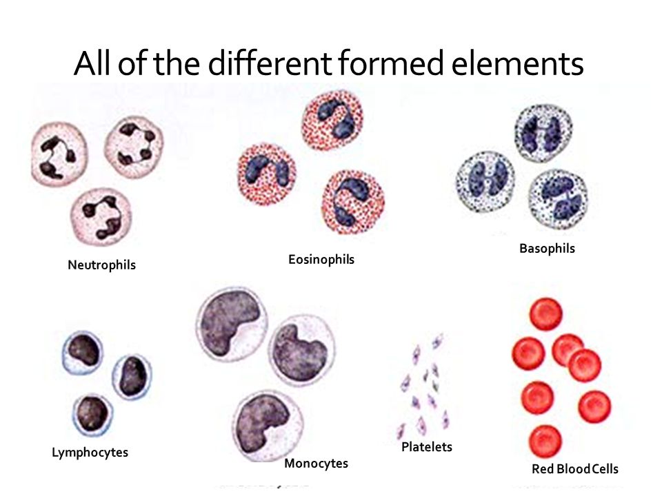 what is two main components of blood